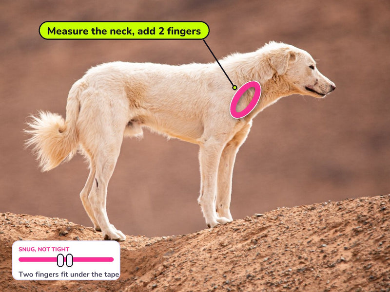 Where to measure a dog's neck for a collar: just above the shoulders, with two fingers of room