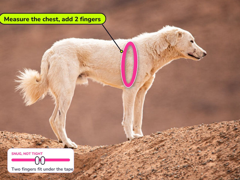 Where to measure a dog's chest for a harness: around the ribcage right behind the front legs, with two fingers of room